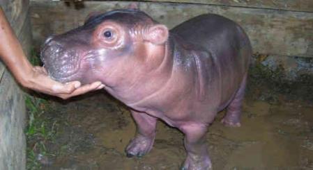 baby hippo Matilde